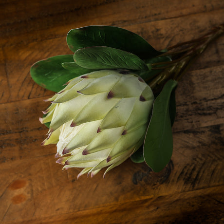 Large White Protea - Lacona Home 