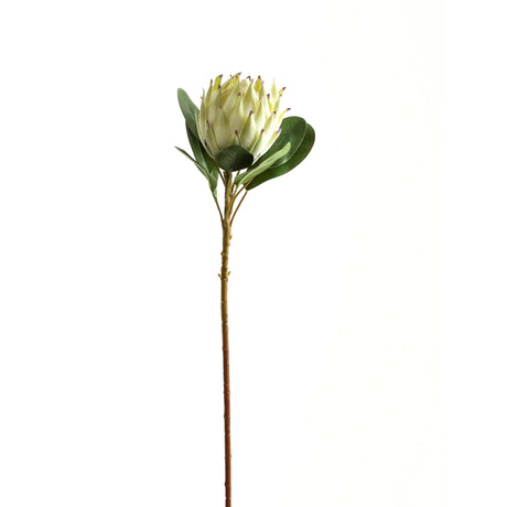 Large White Protea - Lacona Home 