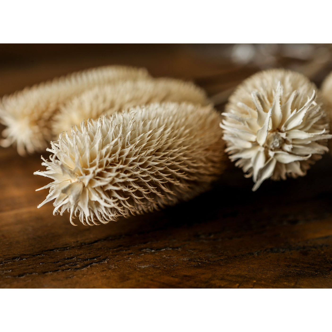 Bouquet of Dried Tall Thistle - Lacona Home 