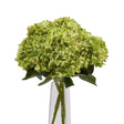 Green Hydrangea Bunch - Lacona Home 