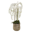 Large White Orchid In Antique Stone Pot - Lacona Home 