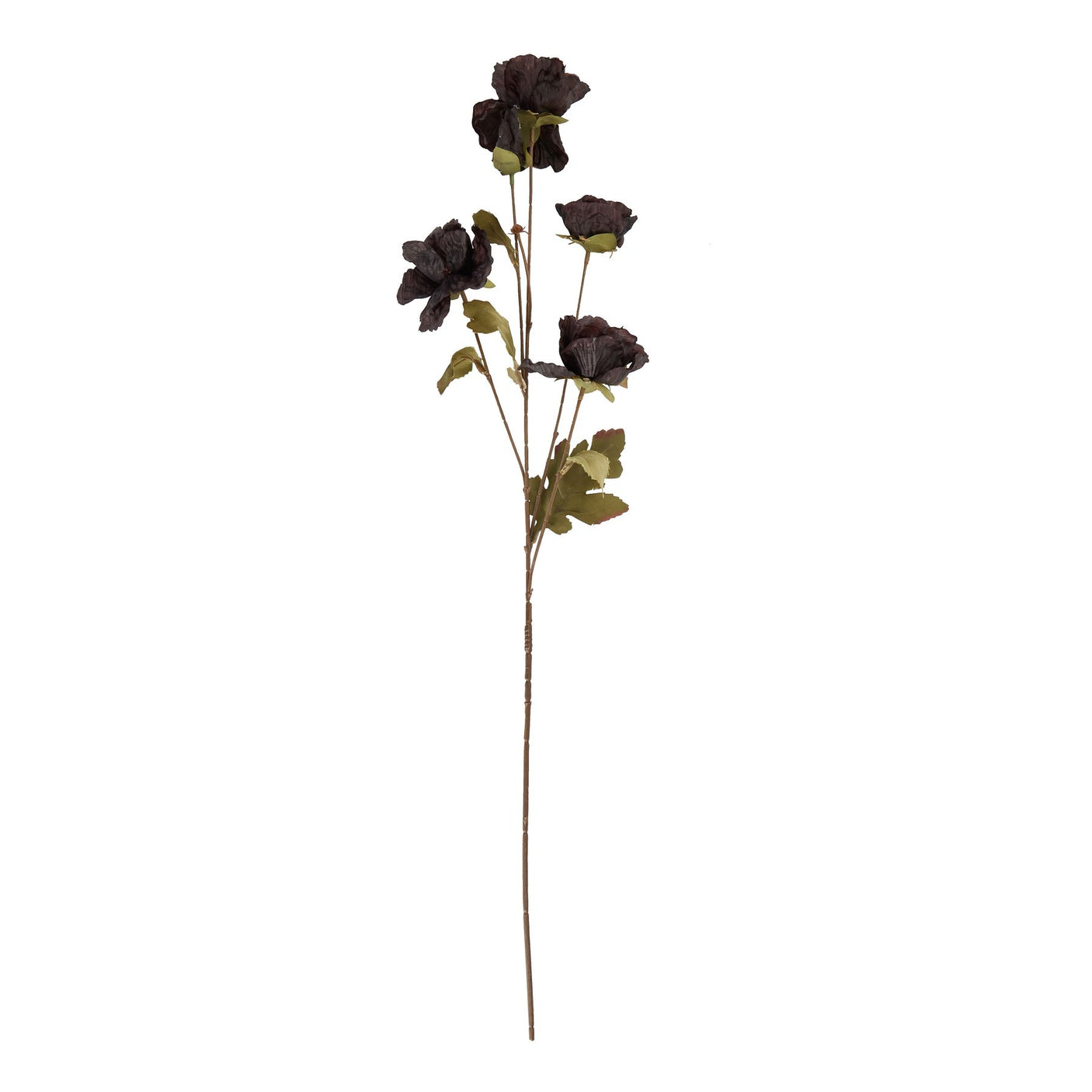 Tall Black Poppy Stem - Lacona Home 