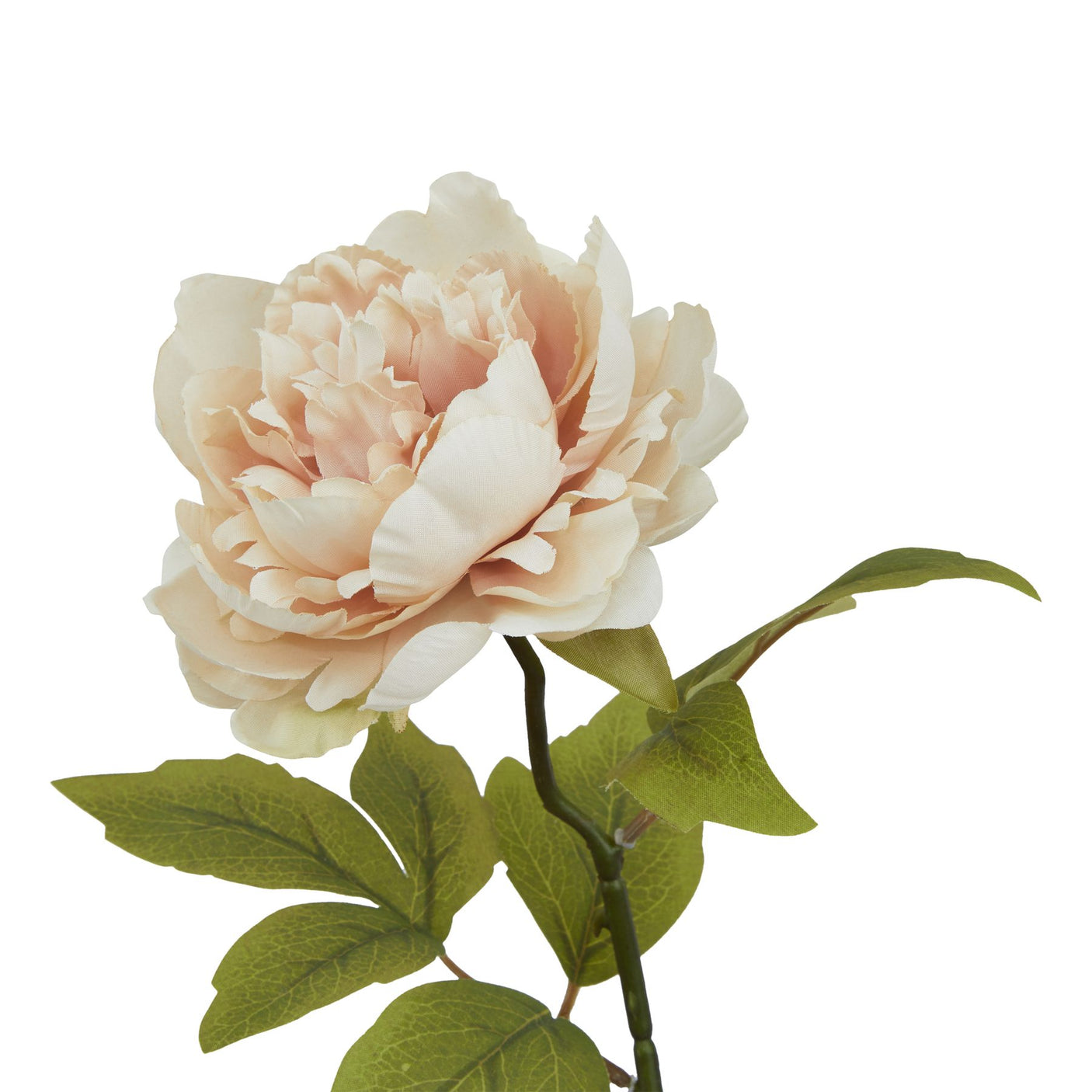 The Natural Garden Collection Blush Peony - Lacona Home 