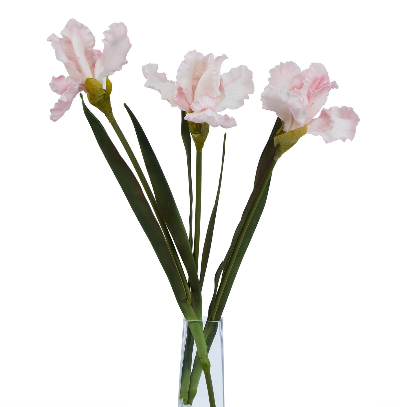 The Natural Garden Collection Pale Pink Fringed Iris - Lacona Home 