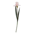 The Natural Garden Collection Pale Pink Fringed Iris - Lacona Home 