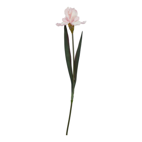 The Natural Garden Collection Pale Pink Fringed Iris - Lacona Home 